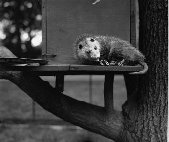 A possum in a small wooden tree dwelling