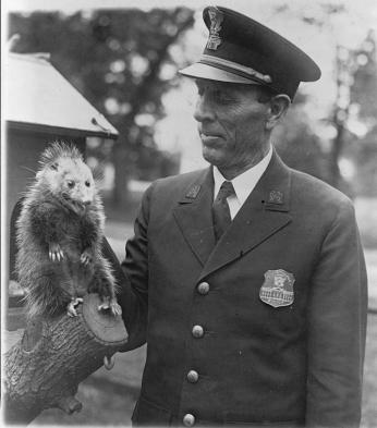 An officer of the White House holding up a live possum caught on the grounds.
