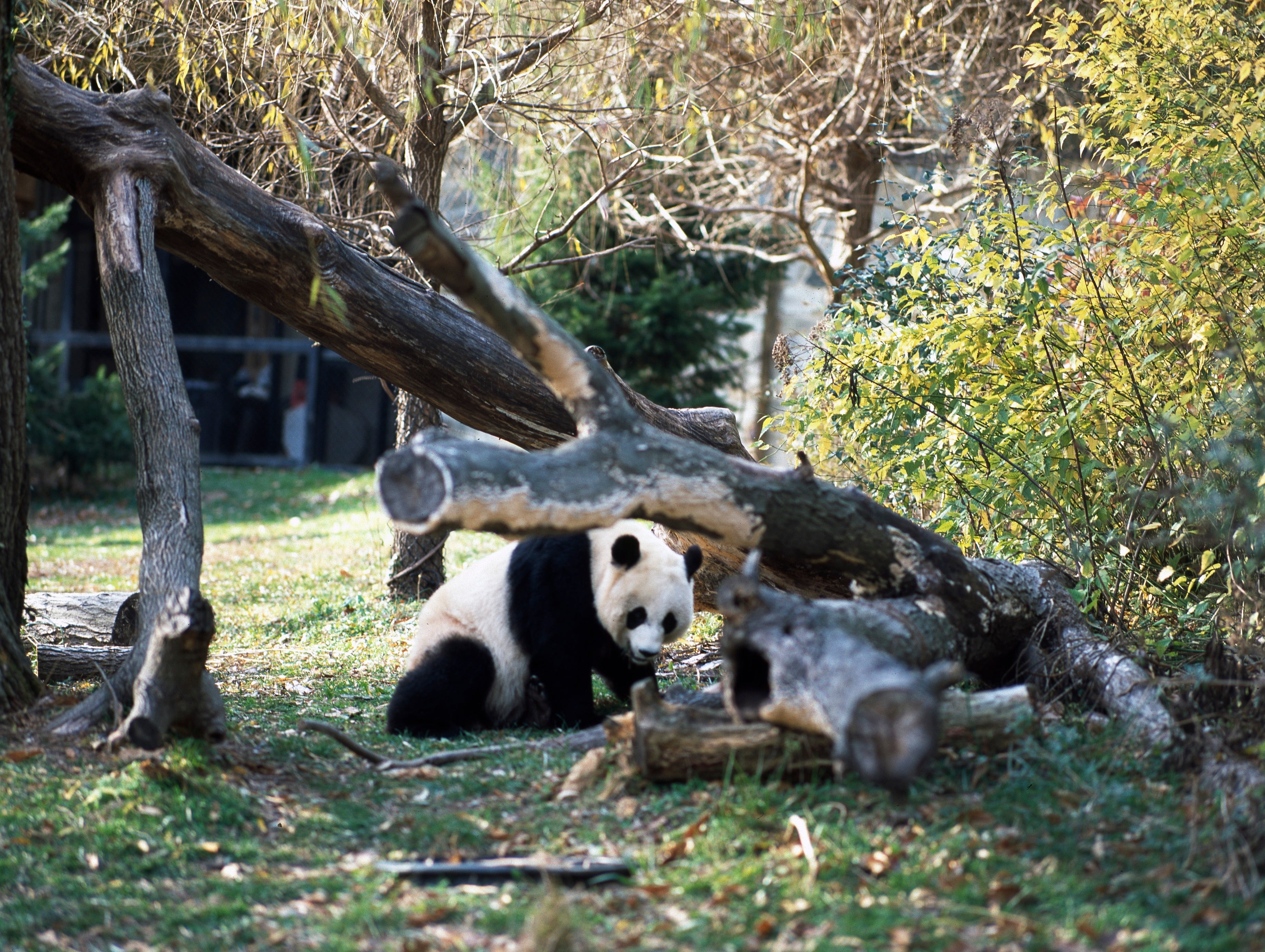 Photo of panda in zoo exhibit with landscaping and greenery.