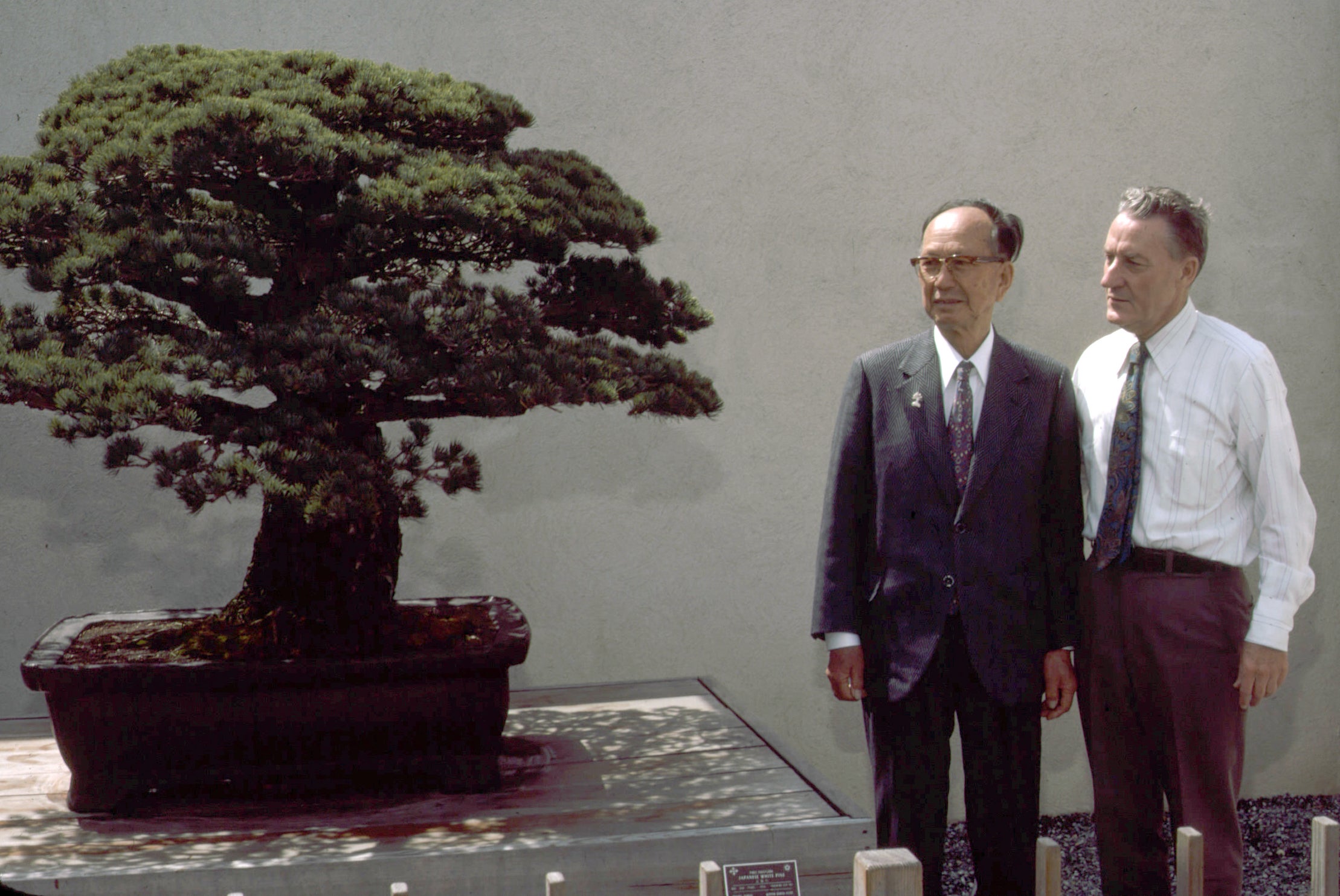 Photo of elderly Japanese man standing next to American man in suits as both men admire a two-foot-tall bonsai pine tree next to them.