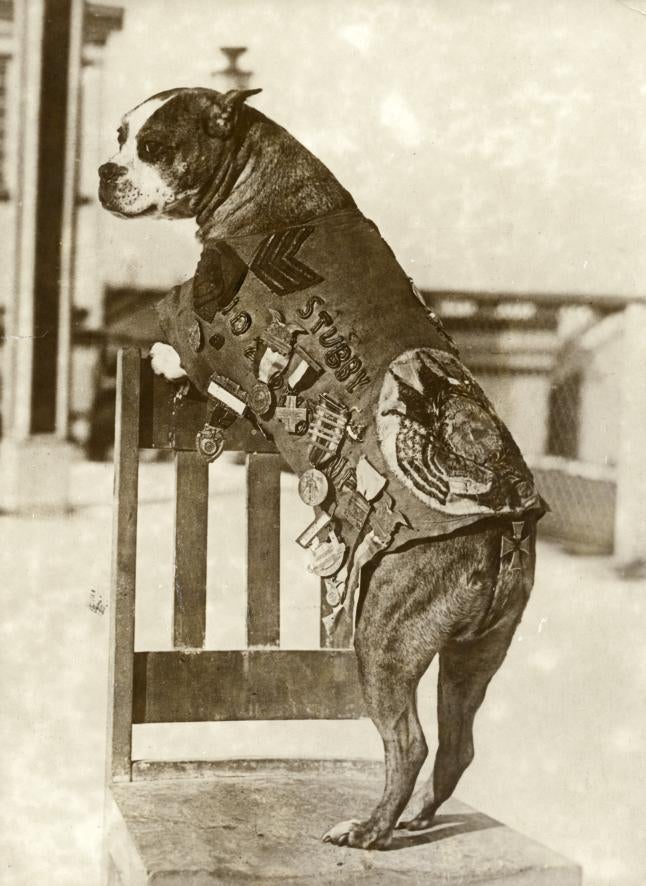 This is a black and white photo of Stubby. He stands on his back legs and rests his front ones against something. His back is towards the camera but his head is turned towards the camera. He wears his uniform.  This is a black and white photo of Stubby. He stands on his back legs and rests his front ones against something. His back is towards the camera but his head is turned towards the camera. He wears his uniform.