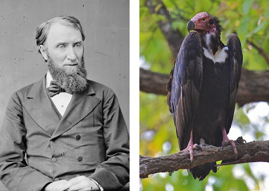 (L) Rep. Joseph Cannon (Source: Wikipedia) (R) Indian Pondicherry Vulture (Source: Flickr user nishith, Creative Commons)