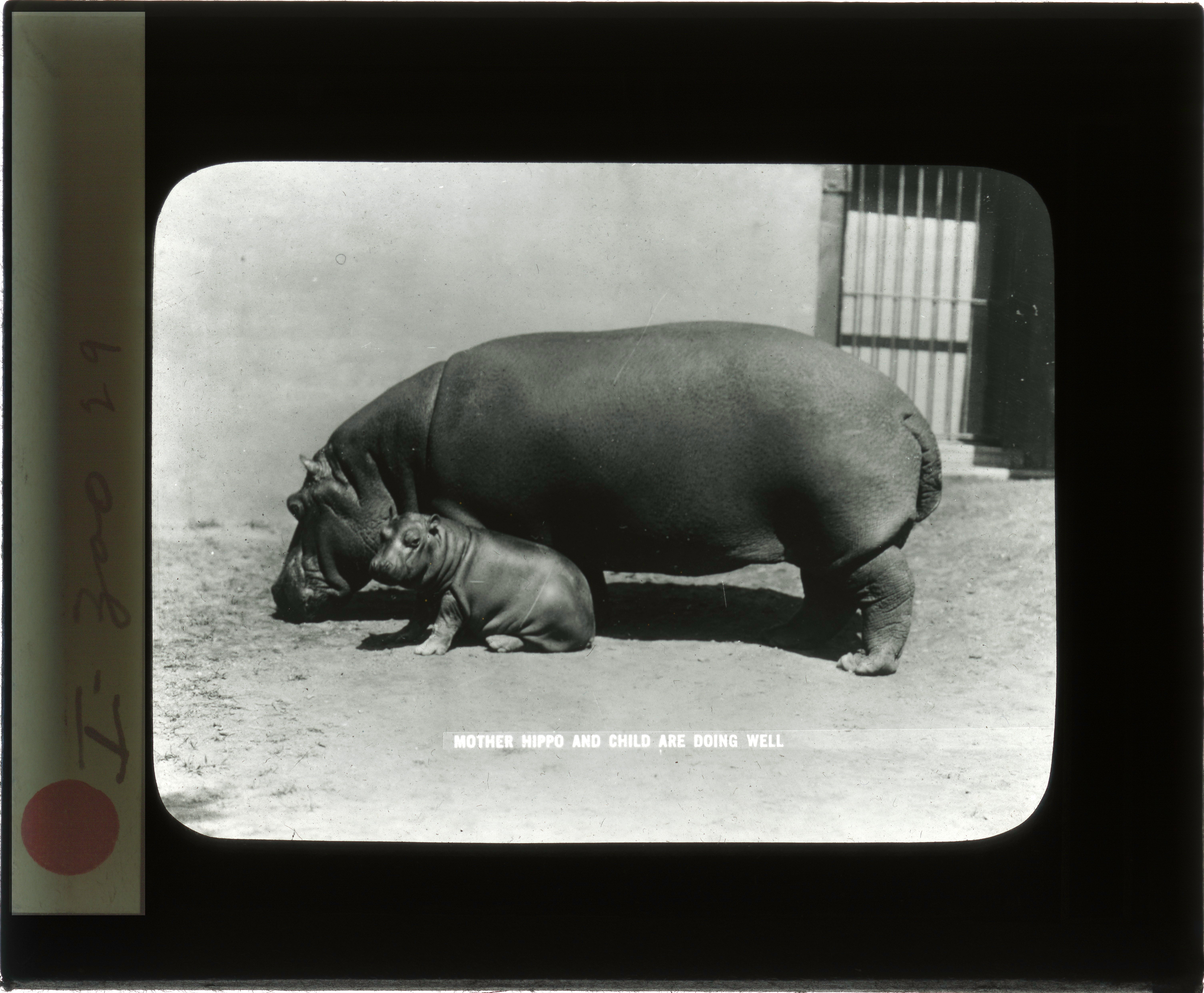 Hannah the hippo with one of her calves