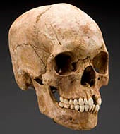 We couldn't get a photo of Powell's actual skull so just imagine this one with reeeeeally bad teeth. (Source: Smithsonian's Written in Bone exhibit) We couldn't get a photo of Powell's actual skull so just imagine this one with reeeeeally bad teeth. (Source: Smithsonian's Written in Bone exhibit)