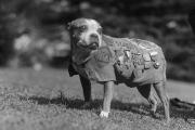 Mighty Yet Stubby: A Four-Legged War Hero Takes D.C. By Storm