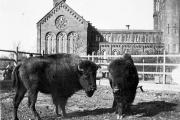 How a Taxidermist Helped Create the National Zoo and Save the Buffalo From Extinction