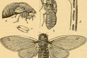 Cicadas: Time Traveling Trouble Makers