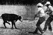 The Great Folklife Festival Bull Chase of 1976