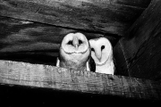 When Owls Guarded the Smithsonian