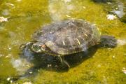 Defensive terrapin turtle. (Source: Wikipedia)