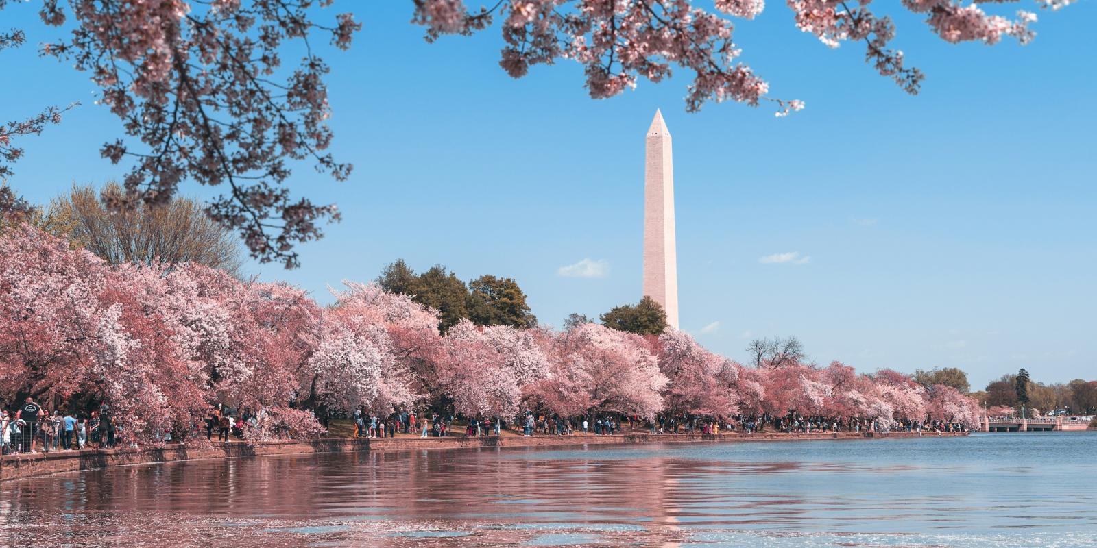 Cherry blossoms in bloom at the Tidal Basin