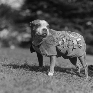 A black and white photo of Stubby. He stands on all fours and stares past the camera. He wears his chamois n blanket with numerous medals pinned on. 
