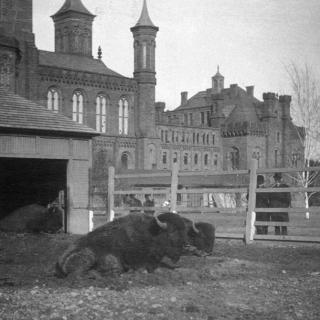 Two bison in front of the Smithsonian Castle, downtown Washington, D.C., circa 1880's. The bison were used as models for Smithsonian Institution taxidermists and were part of the Live Animal Collection, forerunner to the National Zoo. (Photo source: Smithsonian Archives)
