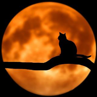 A silhouette of a cat against a background of an orange full moon.