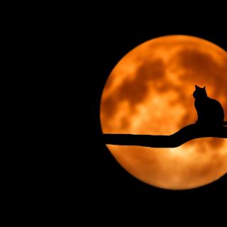 A silhouette of a cat against a background of an orange full moon.