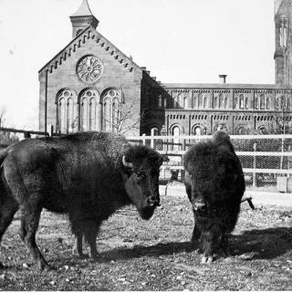 Two bison in pen in front of Smithsonian Castle, 1887-89. 