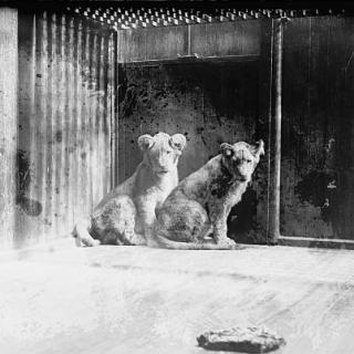 Coolidge lion cubs gift from Africa, 4/27/27