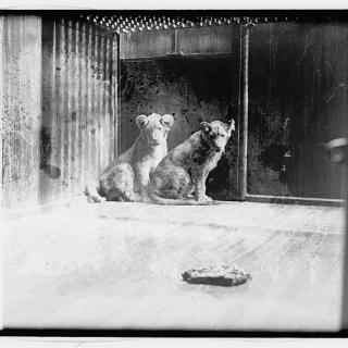 Coolidge lion cubs gift from Africa, 4/27/27