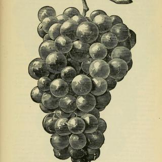 Drawing of Catawba grapes. (Source: Our Native Grape. Grapes and Their Culture by C. Mitsky & Co.,1893)