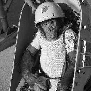Black and white photo of young chimpanzee strapped in a capsule, with a white suit and NASA helmet.