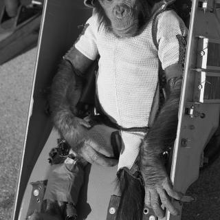 Black and white photo of young chimpanzee strapped in a capsule, with a white suit and NASA helmet.