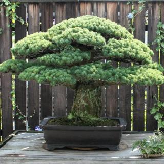 Photo of two-foot-tall bonsai pine tree on museum display against wooden fence