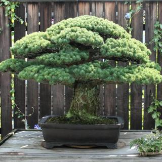 Photo of two-foot-tall bonsai pine tree on museum display against wooden fence
