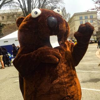 Person wearing Paddles the Beaver costume. (Source: National Park Service)