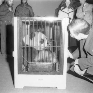 Arrival in cages of giant pandas Hsing-Hsing and Ling-Ling at National Zoo, April 16, 1972, by Victor Krantz, Photographic negative, Smithsonian Institution Archives, Negative Number: 72-4674-13.