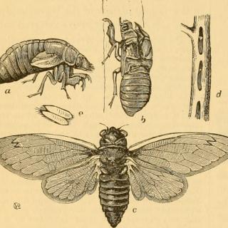 Periodical Cicada Illustration ca. 1880
