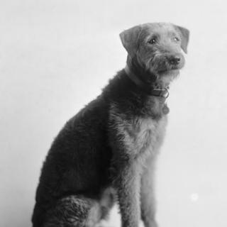 "Laddie Boy" immediately catapulted to stardom as he captured hearts of local and national admirers alike. (Photo credit: Harris & Ewing Photography Collection, Library of Congress)