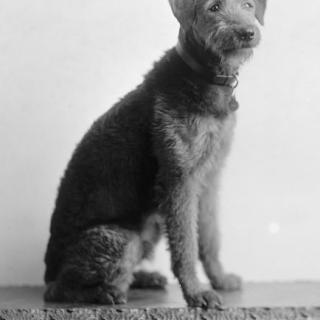 "Laddie Boy" immediately catapulted to stardom as he captured hearts of local and national admirers alike. (Photo credit: Harris & Ewing Photography Collection, Library of Congress)