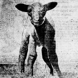 A White House sheep poses for a photo in 1919. (Source: Evening Star newspaper, March 27, 1919)