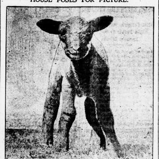 A White House sheep poses for a photo in 1919. (Source: Evening Star newspaper, March 27, 1919)