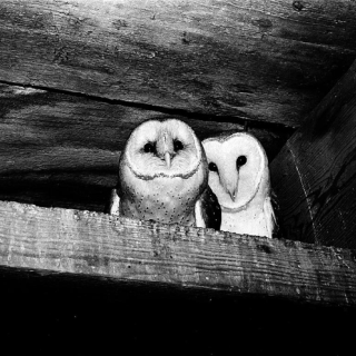 Owls, named "Increase" and "Diffusion", who lived in the West Tower of the Smithsonian Institution Building, perch on a ledge. (Source: Smithsonian)