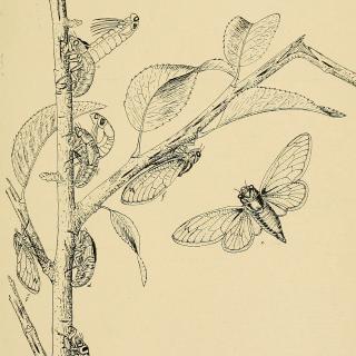 1898 pen-and-ink drawing of a periodical cicada's life cycle