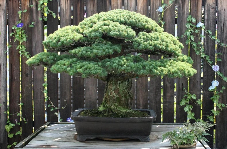 hebe bonsai Baby Jade Bonsai 3 Tree Forest
