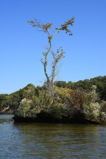 A tree and other vegetation growing out of a sunken ship hull in the Potomac.