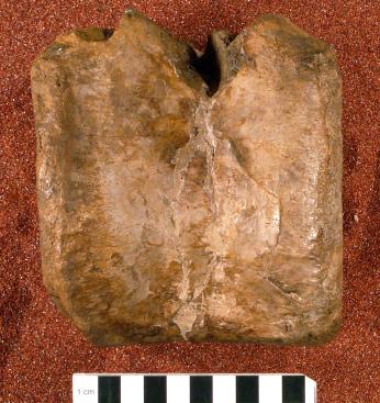 Photo of the bone USNM 3049