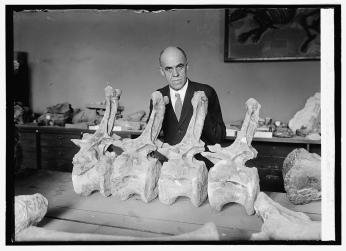 Paleontologist Charles Gilmore poses with a fossil of a Diplodochus vertabrae
