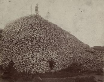 1892 photograph of massive pile of bison skulls, with men posing in front and top of it.