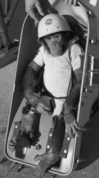 Black and white photo of young chimpanzee strapped in a capsule, with a white suit and NASA helmet.