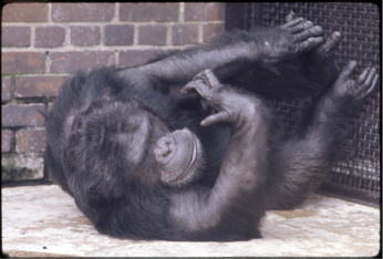 Color photo of old chimpanzee laying in barren zoo cage, with concrete floor and brick wall.