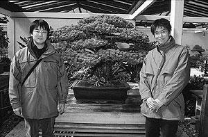 Two Japanese men in their 20s pose in front of a two-foot-tall bonsai pine tree displayed in a museum.