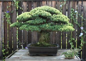 Photo of two-foot-tall bonsai pine tree on museum display against wooden fence