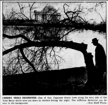 A man stands next to a tree cut nearly in half by an axe. Behind him, the tidal basin and the Jefferson Memorial.