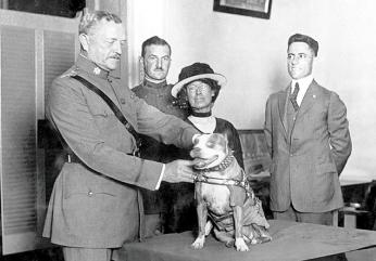 4 people stand around Stubby. General Pershing is posing as he pins the medal on Stubby. Stubby sits on a table. The photo is black and white. 