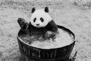 Giant Panda Ling-Ling in tub at National Zoo, July 25, 1972, by Richard Hofmeister (Smithsonian Institution Archives, Negative Number: 72-7071-27A)