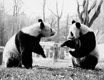 Ling-Ling (left) and Hsing-Hsing, the National Zoological Park's giant pandas, playing in their outside enclosure in August 1985, by Jessie Cohen (Smithsonian Institution Archives, Negative Number: 96-1378)