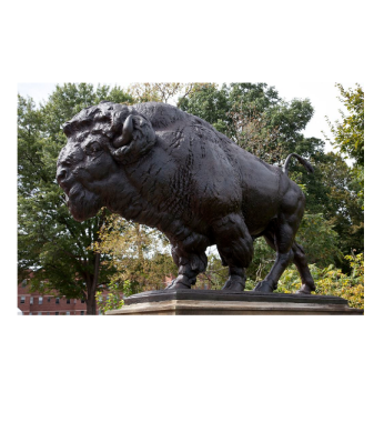 Proctor Buffalo Proctor Buffalo